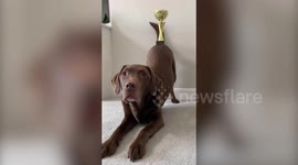 Meet Ollie the Labrador retriever who can balance everyday objects on his BACKSIDE