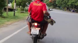 Motorcycle riders carry monitor lizard in Thailand