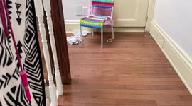 Cute West Highland Terrier gets stuck between rails trying to squeeze through the bannister