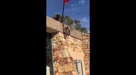 Cheeky Baboons stealing a mop from the gift shop at Cape of Good Hope