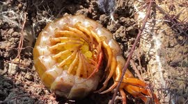 Caring mother centipede embraces eggs while lying on nest