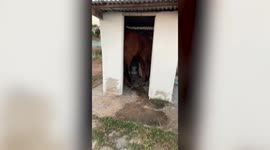 Curious cow struggles to move out of cramped toilet after entering