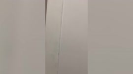 Pet cockatoo plays peekaboo on bathroom door