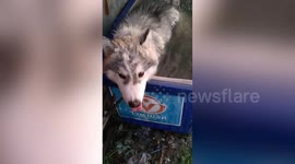 Adorable pet husky cools off in water container as temperatures soar in Thailand