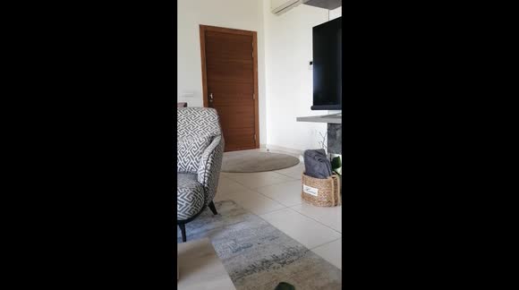 My dog Amber excellent boy