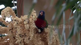 Lorikeets risk being stung as they compete for nectar with bees on palm flowers