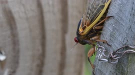 Brood X cicada on a suburban fence in Virginia walks off camera.
