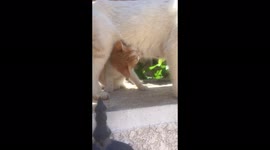 Just as simple as that! kitten breastfeeding from mother cat