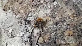 bees mating on the ground making buzzing sounds