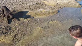Pitbull has adorable first swimming lesson