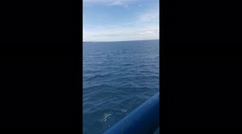 Unexpected group of dolphins in the middle of the sea