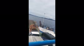 Unexpected dolphins obstruct the ship in the middle of the sea