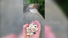 Stunning slow-mo videos shows a robin swooping in to land on a man's hand to feed