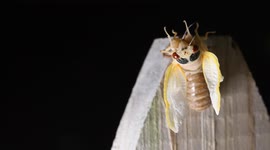 Adult Brood X cicada emerges from its shell on a suburban Virginia fence