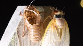 Amazing footage of Brood X cicada emerging from its shell on a fence