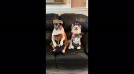 Dogs show their patriotic side.