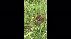 An Amazing English spring sight a  sleeping baby  fox is startled as we walk past