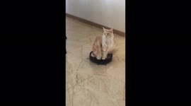 Charming cat rides on a vacuum cleaner and cleans his friend