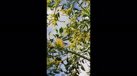 A Hummingbird flap its wings to the beat of a techno track.