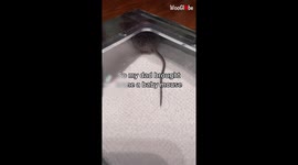 'Setting Up a Temporary Habitat for Injured Baby Mouse'