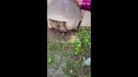 Siblings rescue kittens from drowning in flood-hit garden in Texas, US