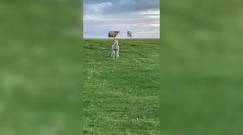 Jumping for joy! Hilarious video shows lamb bouncing along