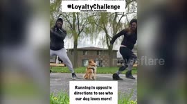 This dog has no time for the viral ‘loyalty challenge’ and much prefers his own company