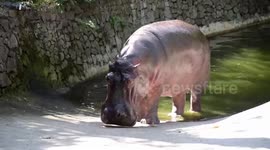 Young musician plays songs for lonely zoo animals during Covid-19 pandemic