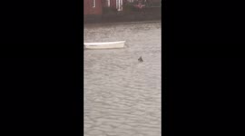 'Is that a deer!?' Deer swims across a UK river