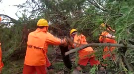 Trees get uprooted due to cyclonic storm in eastern India