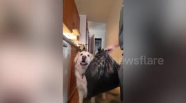 Smart pet Golden Retriever helps owner take out trash in Finland