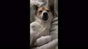 temp