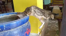 Thirsty cat adopts bizarre posture to drink from water basin