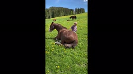 Little girl adorably plays with her horse friend