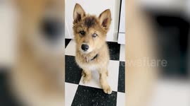 Watch how a wolf dog went from adorable puppy to majestic wolf in the space of just ONE year