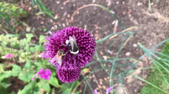 Buzz Off Said the Bumblebee, this is My Flower!