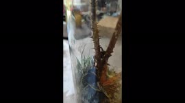 a spider tries to catch a butterfly but it looks like a mating or dance