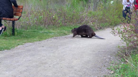 I'm Walking Here! Beaver Crossing - Just Another Typical Day in the Park, in Calgary, Canada