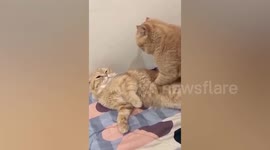 Pet cat give moggie friend a relaxing stomach massage