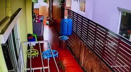 Family terrified after finding monitor lizard crawling through home