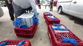 Police seize hundreds of monkeys being shipped abroad to be eaten