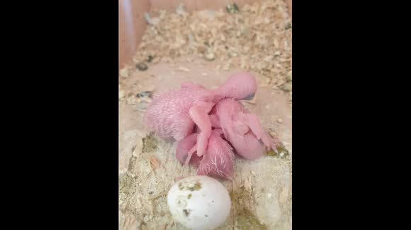 Baby parrots' early lives filmed from egg hatching to beautiful grown feathers