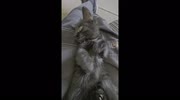temp