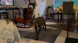 Working with pets. Doing 9 to 5 at home sometimes gets too distracting , and my puppy (Gnocchi), reminds me that is family time