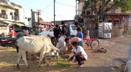 Kids take initiative to feed cattle amid pandemic in central India