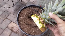 How to grow your very own pineapples from a cut ripe pineapple