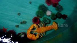 World’s rarest lobsters saved from cooking pot after UK shopper spotted them for sale