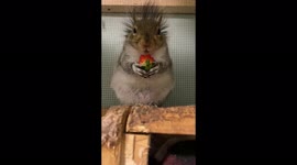 Henri the girl squirrel munching on a summer strawberry before bedtime