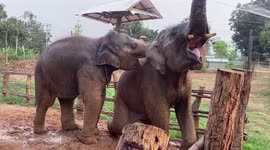 Baby elephant slips while having an afternoon shower with her big sister
