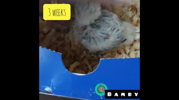 From A Sweet, Little Babybird to A Naughty Lovebird